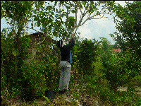 harvesting Jatropha