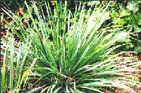 Cymbopogon citratus