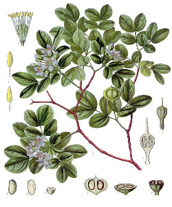 Guaiacum officinale - Lignum vitae