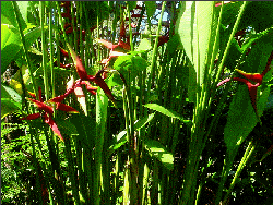 Flabellata