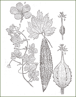 Momordica Charantia