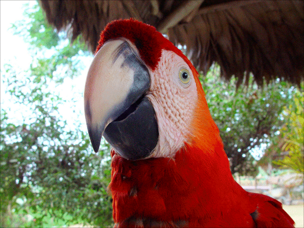 Parrot