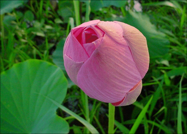 Nelumbo nucifera