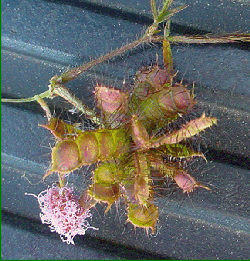 Mimosa pudica