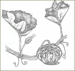 CUCURBITA MOSCHATA