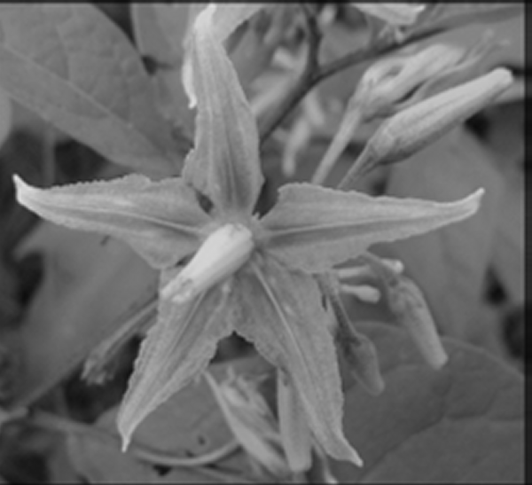 Solanum torvum - Turkey berry